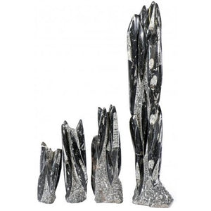 Orthoceras Fossil Tower Med