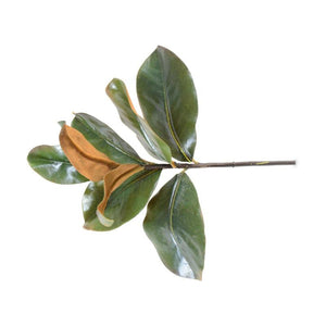 Magnolia Leaf - 14"