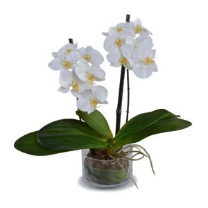 Phalaenopsis Orchid in Low Glass Bowl White