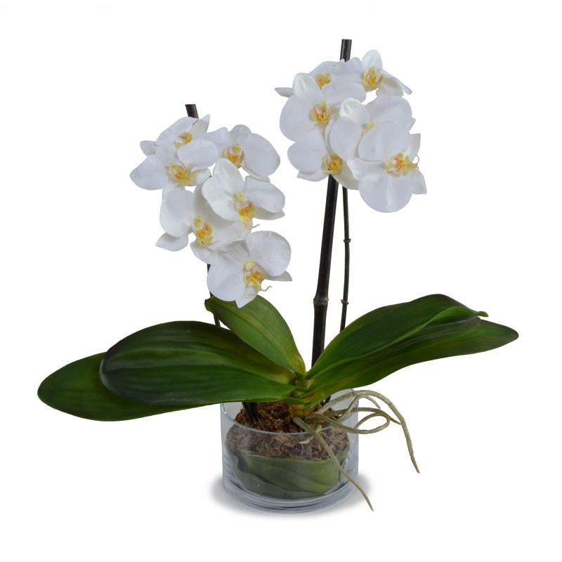 Phalaenopsis Orchid in Low Glass Bowl White