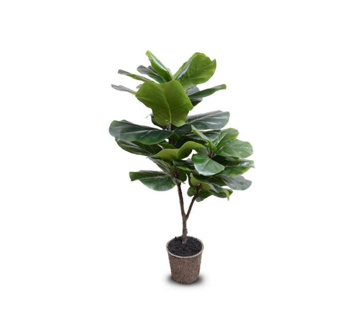 Fiddle Leaf Fig Tree 50