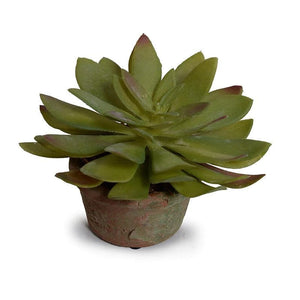 Potted succulent 01